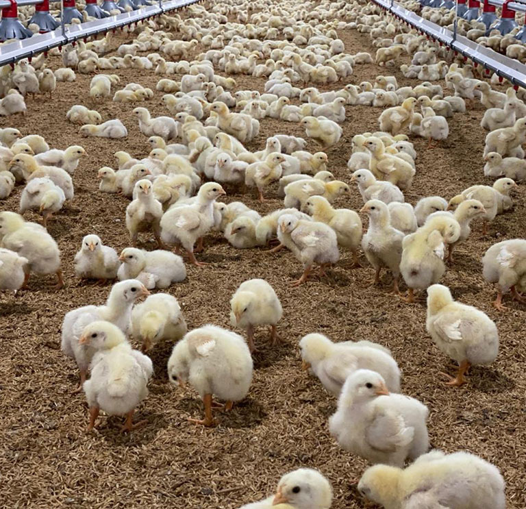pollito4 pollito4